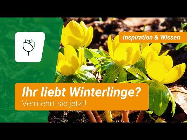 Ihr liebt Winterlinge? Vermehrt sie jetzt!