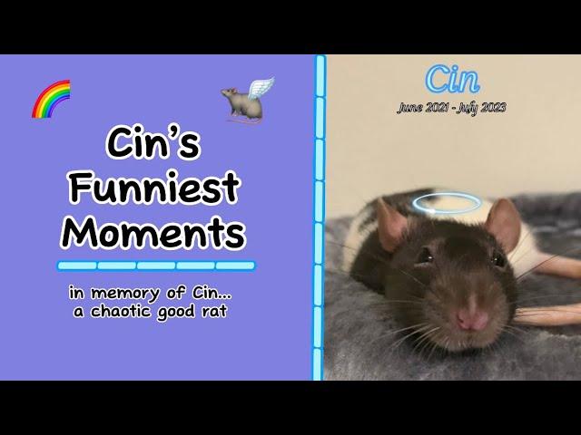 CIN’S FUNNIEST / BEST MOMENTS - in memory of a chaotic good rat