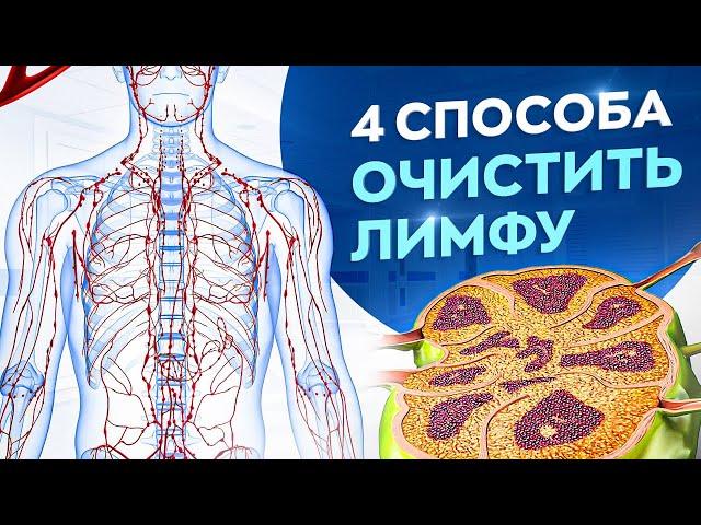 4 совета как очистить свой организм и похудеть. Лимфатическая система