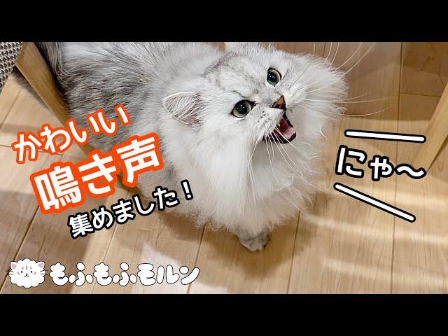 もふもふ猫のおしゃべり5選 【サイベリアン】