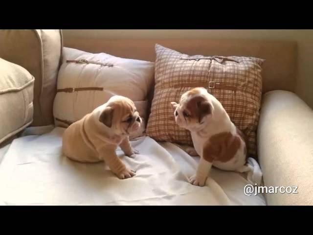 English Bulldog puppies adorably play together