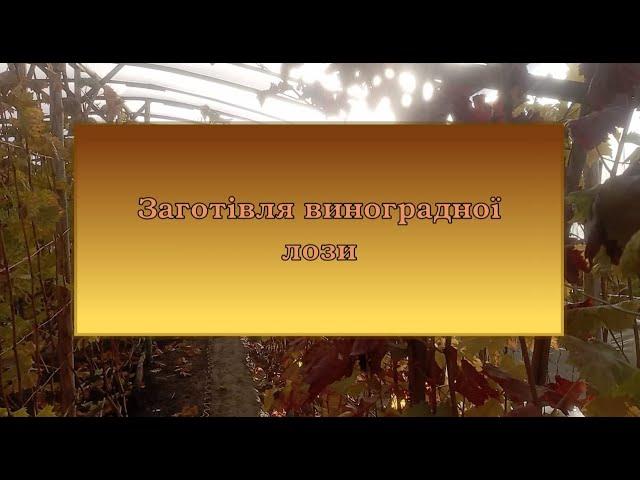 Виноград на Волині. Заготівля виноградної лози