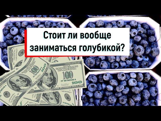 Голубика как бизнес // Стоит ли заниматься голубикой?