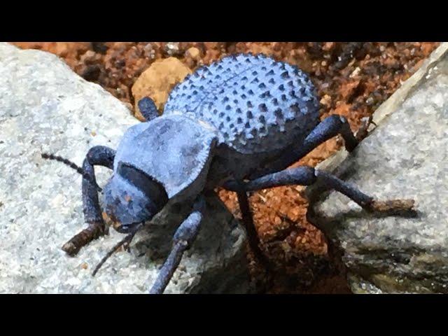 Blue Death-Feigning Beetle UPDATE!