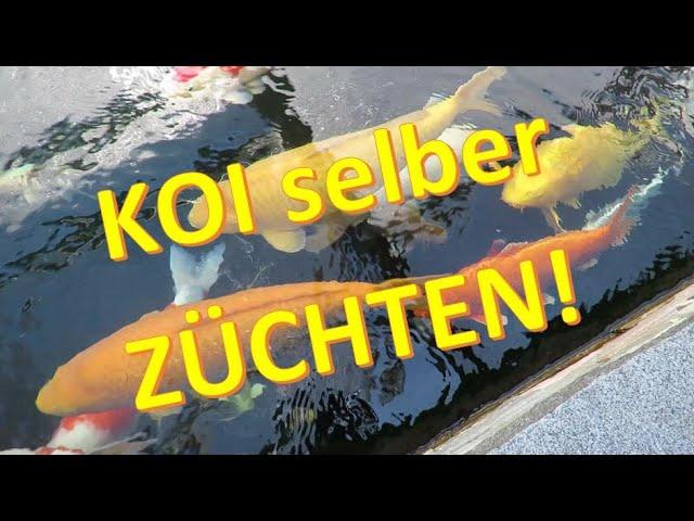 Koi züchten - WIE?