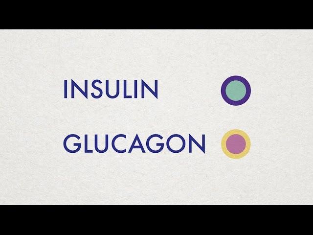 Insulin and Glucagon - Simple Animation