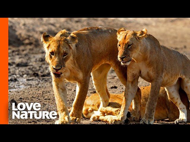 Hollywood Lion Pride Returns for a Showdown with the Nomads | Love Nature