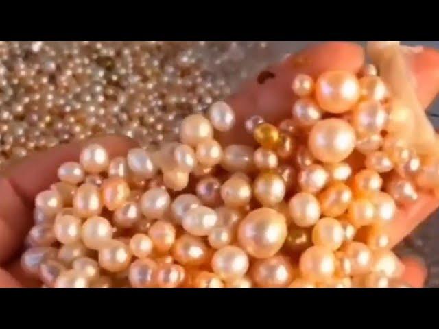 The Whole Process Of Picking Up Pearls