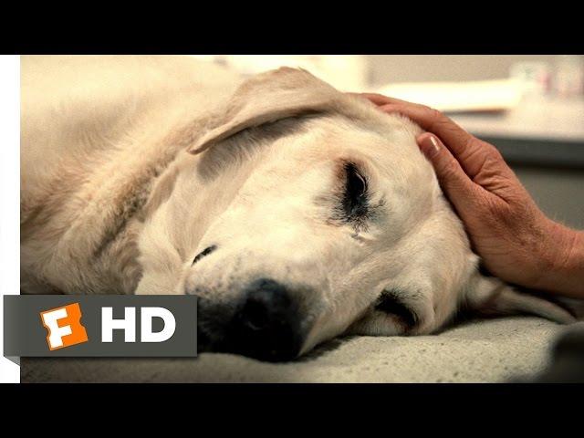 Marley & Me (5/5) Movie CLIP - You're a Great Dog, Marley (2008) HD