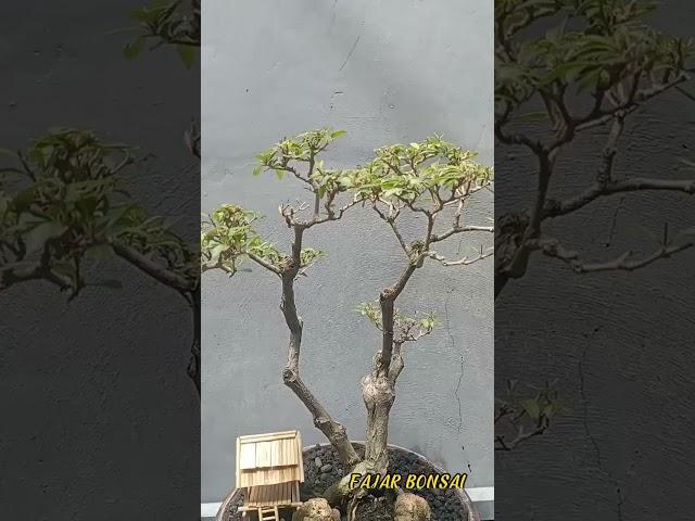 Keindahan tersembunyi dari  bonsai bergaya bunjin