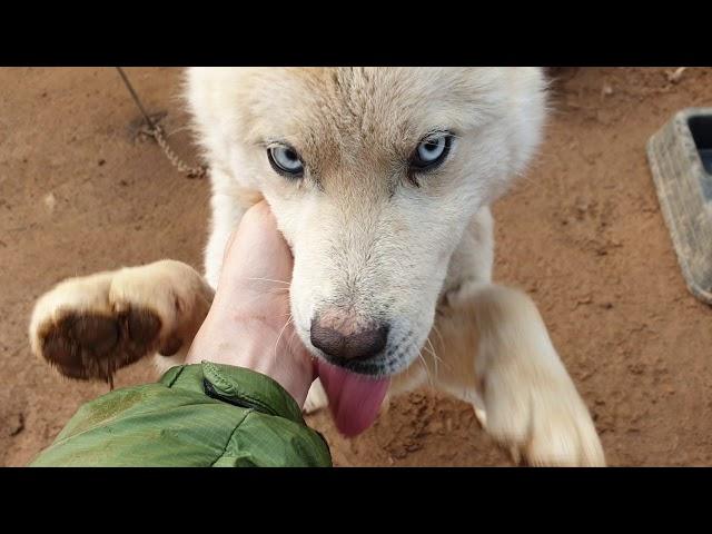 Acting cute to the owners of the dogs