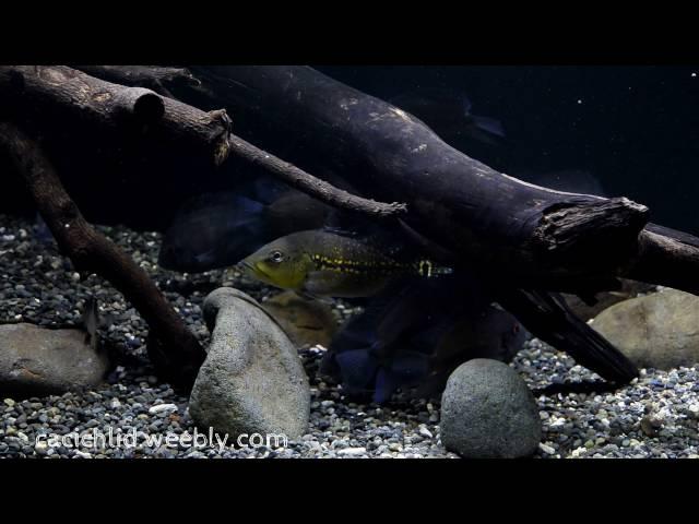 南美慈鯛缸 SA Cichlid tank