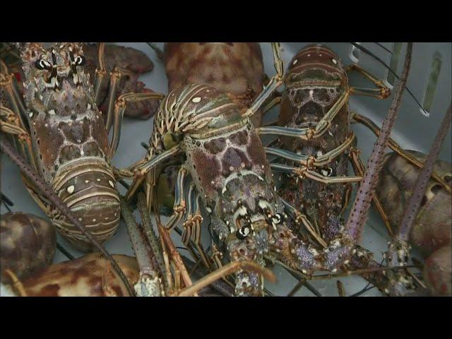 Facing South Florida: The Business Of Lobster Part 1