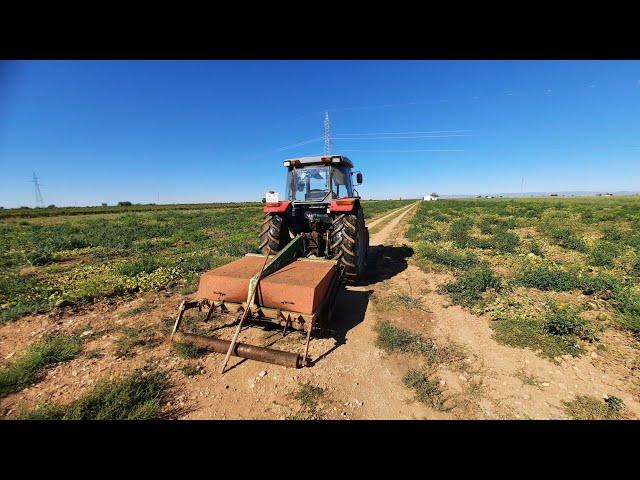 Agricultor En CaSa en directo Triturando hierba con maquina de pelar remolacha