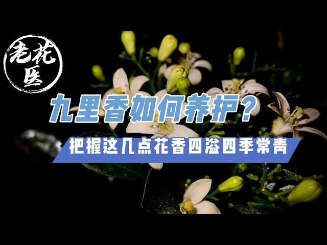 【开箱评测061】九里香如何养护？把握这几点，花香四溢四季常青Unboxing Orange Jessamine for 16.8RMB.