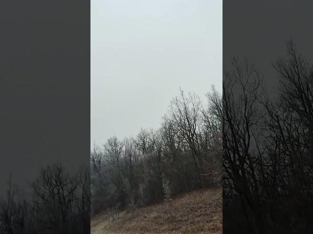 первый снег в лесогорье