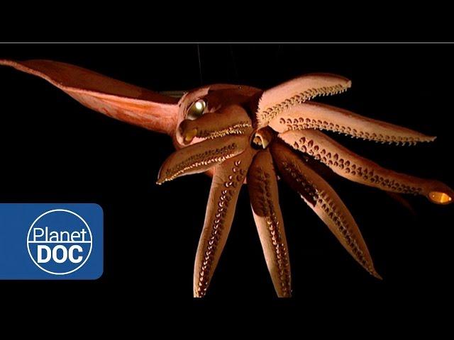 Kraken Project; In search of the Giant Squid | Full Documentaries - Planet Doc Full Documentaries