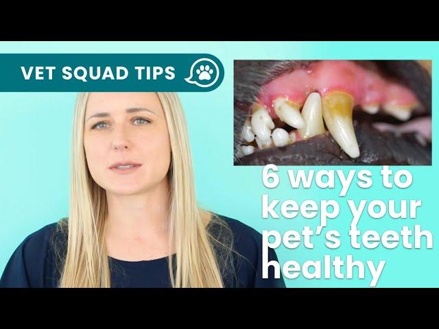 Vet explains 6 ways to keep your pet's teeth healthy | PET CIRCLE