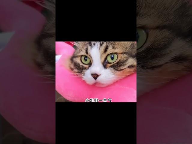 #AdorableAnimalMoments #SmallPetClips #FunnyVlog