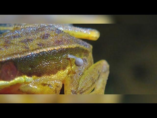 Researchers in India discover live frog with mushroom growing out of it