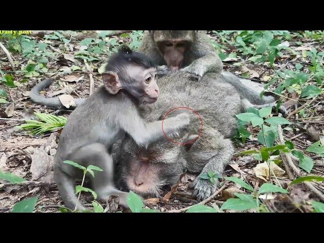 Hungry baby monkey Ollie trying and begging mom for milk, hungry monkey baby is trying to convince