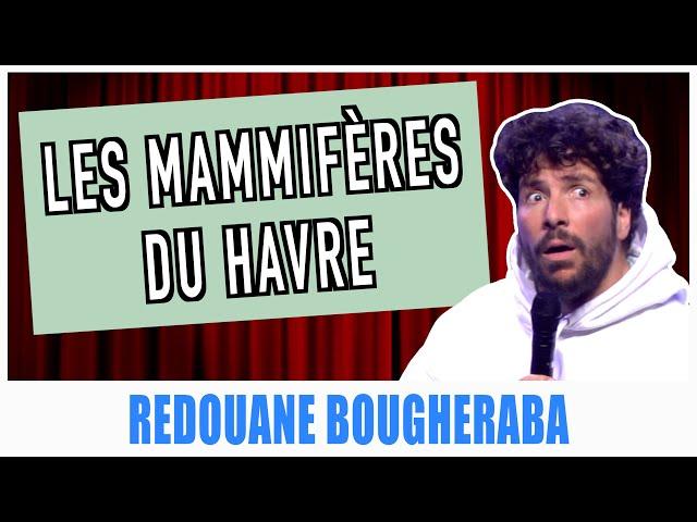 LES MAMMIFÈRES DU HAVRE - REDOUANE BOUGHERABA