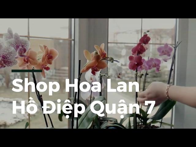 Shop Hoa Lan Hồ Điệp Quận 7 | Hoa Ba Miền