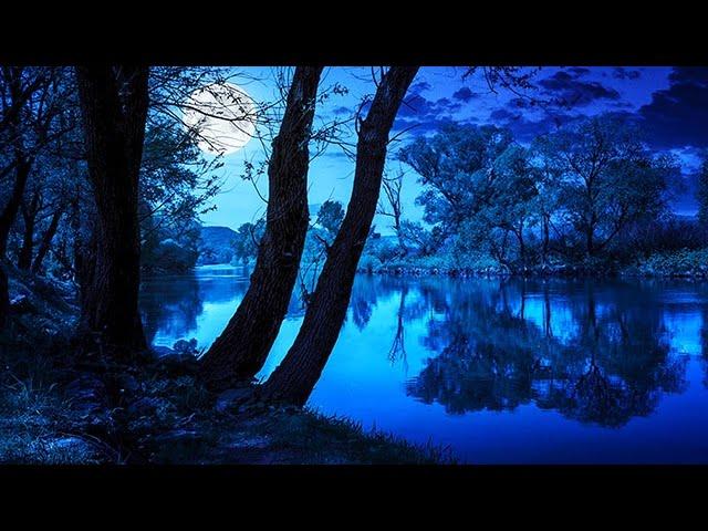 Soothing Night Time Forest Sounds - 2 Hour Ambient Soundscape - For Sleep & Relaxation