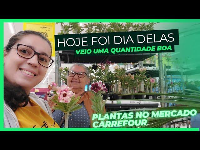 HOJE NO MERCADO COM AS PLANTAS QUE CHEGOU| ROSA DO DESERTO E MUITO MAIS