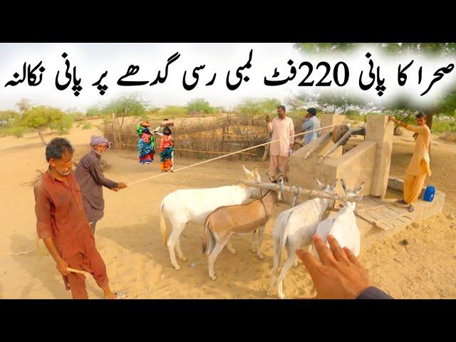 Desert Water 220 feet long rope to draw water on a donkey