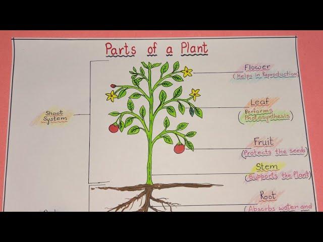 How to draw parts of a plant / Parts of a plant  / Draw parts of a plant