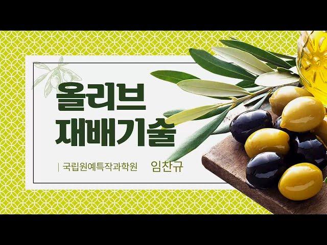 11. 올리브 재배기술