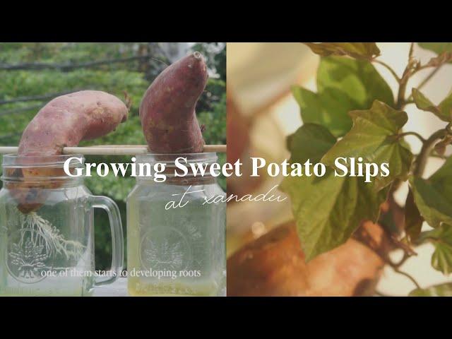 how to grow sweet potato slips / vine | growing satsumaimo slips ( japanese sweet potato )