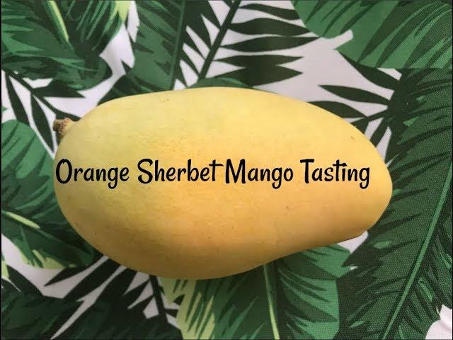 Orange Sherbet Mango - Craig's new favorite mango? - Florida Mango Tasting