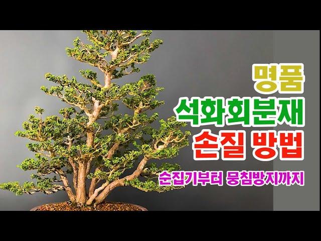 석화회 분재 관리 방법 꿀팁 _ 순집기부터 수형잡기 노하우까지 / 1년 동안 석화회 분재를 공부한 동호인의 노하우 공개