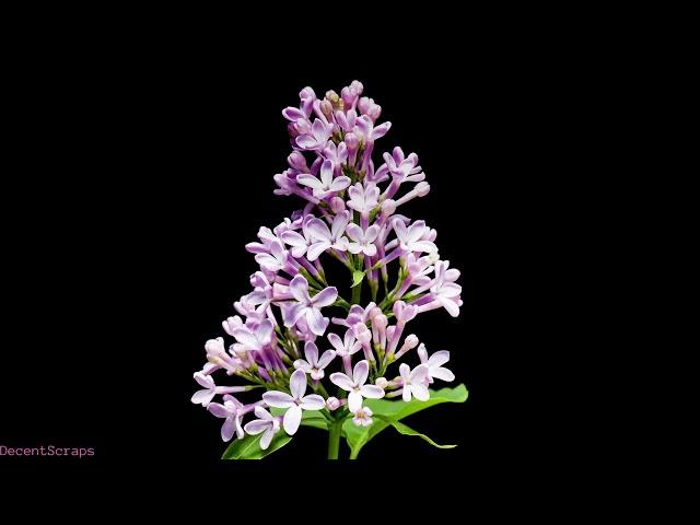 Lilac blooming, Time lapse