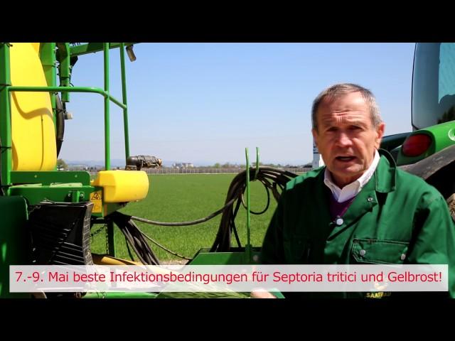 Weizen - Septoria tritici und Gelbrost 2017