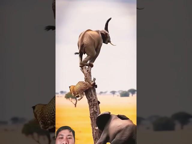 mấy mắn thoát ch ết #animals #funny #wildlife #oddlysatisfying #cow #bullfarm