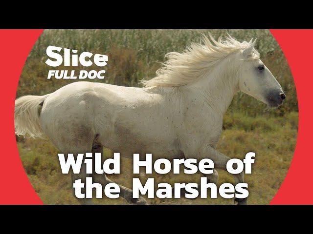 Exploring Camargue: A Sanctuary for Wild Horses | FULL DOCUMENTARY