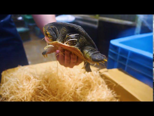 How to Fillet Japanease Turtle : SUPPON - Food in Tokyo