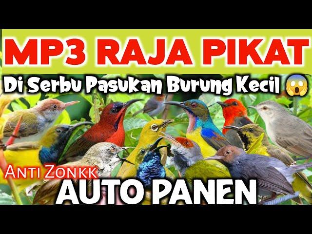 Rajanya Pikat Burcil Paling Ampuh 2024, Semua Burung Kecil di Bikin Ludes