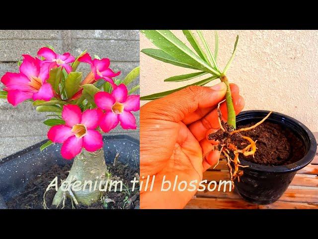 Try Adenium Cuttings with a New Way | How to grow plumeria flowers with good blossom