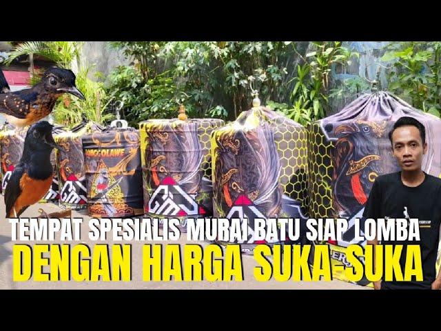 INI DIA ! TEMPAT JUAL MURAI BATU PROSPEK SIAP LOMBA HARGA SUKA SUKA DI JAKARTA