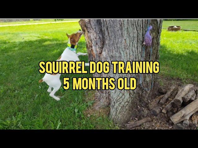 Squirrel Dog Training Session - 5 month old Treeing Feist