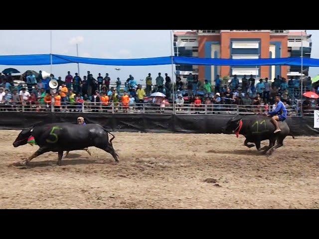 Traditional Buffalo Racing Festival In Thailand