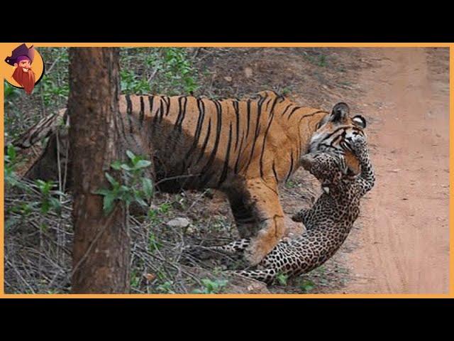 14 Tiger Battles Caught On Film