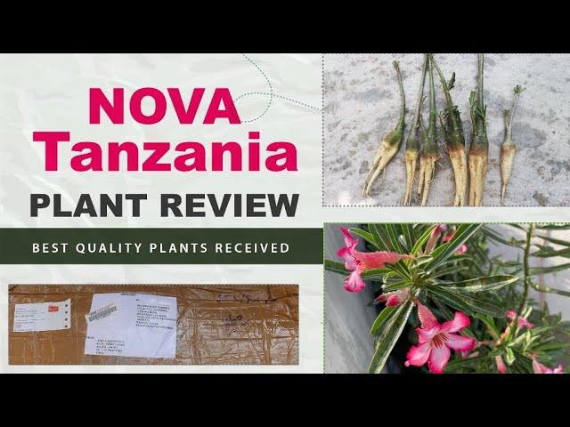 Nova Tanzania and Swazicum BUY ONLINE || Adanium arabicum || Nova Habitat || Plants buy online