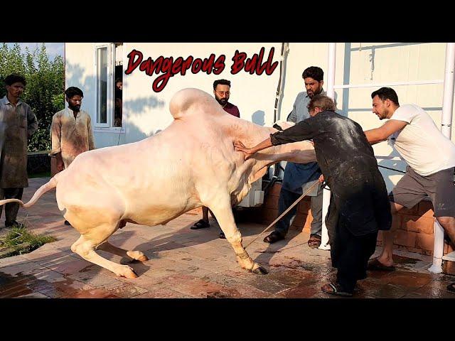 Major You Will Be Missed  - My Eid Ul Adha Vlog 03 - Dangerous Cow Qurbani 2023 - Major Ka Nakhra