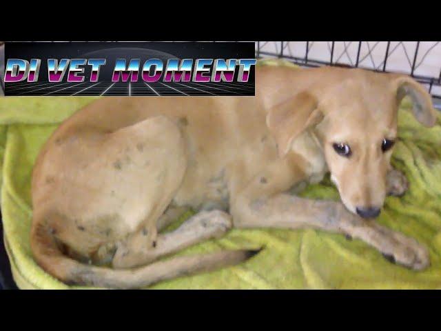 Mango Worm Infested Dog With Enteritis