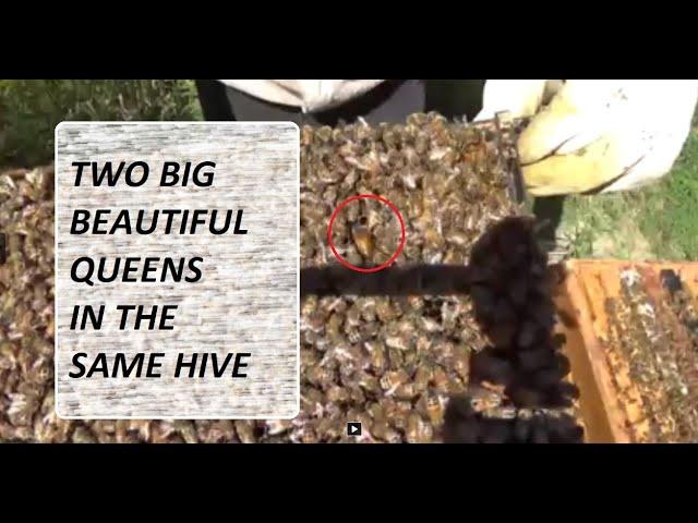 Finding two queens in the same hive - never happened to me before. What to do next?